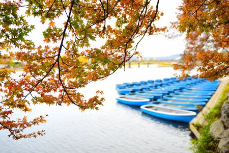 Branch of maple tree on blur blue boat background at Arashiyama in Kyoto, Japanの写真素材