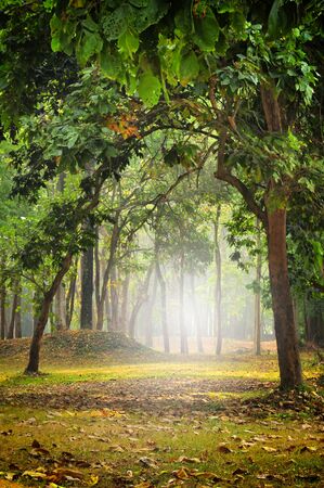 Beautiful mystical forest in the morning, nature background conceptの写真素材