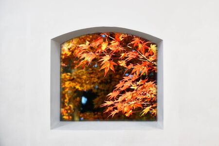 View from clear story window of maple leaves trees on white wall, natural backgroundの写真素材