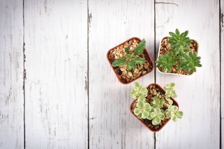 Flat lay of cactus and succulents plant on wooden white background. Indoor plant concept and natural background ideaの写真素材