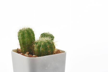 Close-up succulents plant with water drop on white background. Indoor plant concept and natural background ideaの写真素材