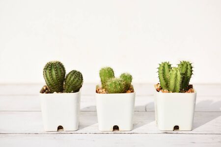 Cactus and succulents plant on wooden white background. Indoor plant concept and natural background ideaの写真素材