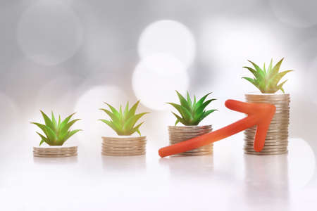 Growing money plant on stack of coins concept. Finance saving and return on investment ideaの写真素材