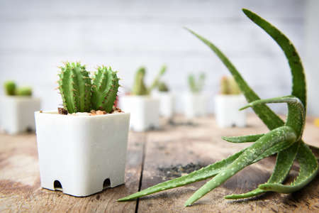 Indoor plant in houseplants. Cactus and aloe vera plant on wooden tableの写真素材