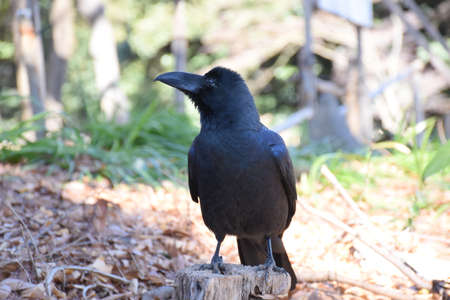 The crow in the gaden