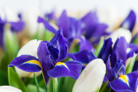 iris and tulip macro with irises and tulipsの写真素材