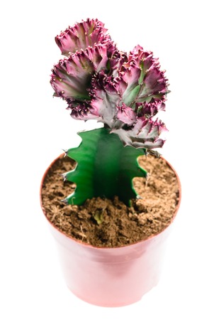 Beautiful aloe vera in flower pot isolated on whiteの写真素材