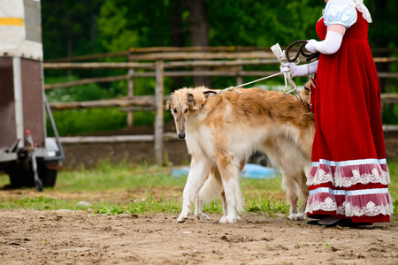 Borzoi Russian Dogの写真素材
