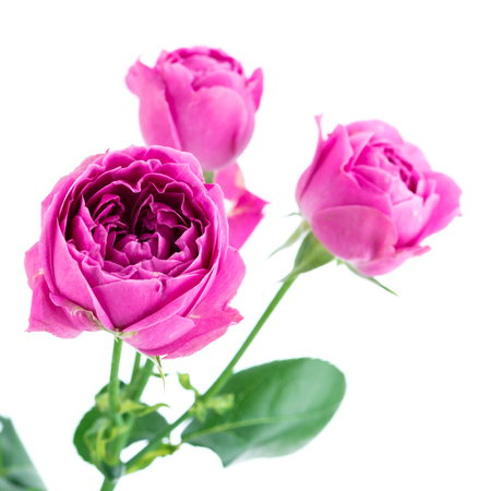 close-up pink peonies flowersの写真素材