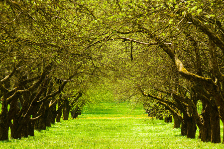 landscape view of field and trees. Backgroundの写真素材