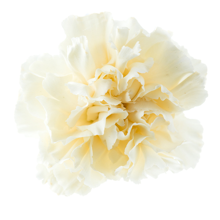 close-up yellow peonyの写真素材