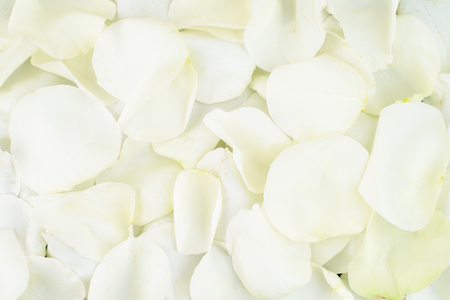 close-up white rose petals, backgroundの写真素材