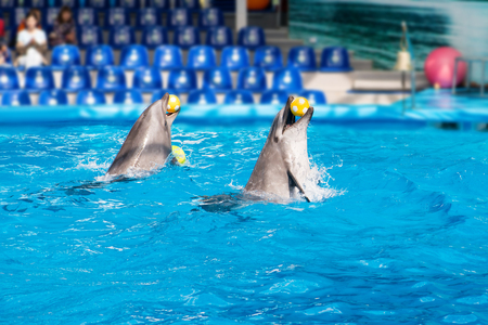 Funny dolphins in the pool during a zooの写真素材