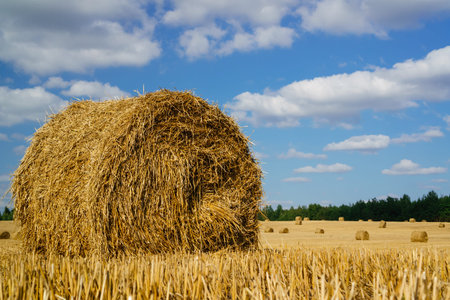 Hay bale. Agriculture field againt blue sky. Rural nature in the