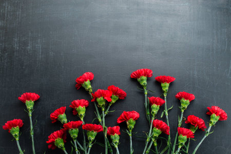 Carnation on a dark background copy spaceの写真素材
