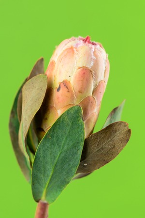 Beautiful proteus flowerの写真素材