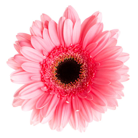 Colored gerbera macro isolated on whiteの写真素材