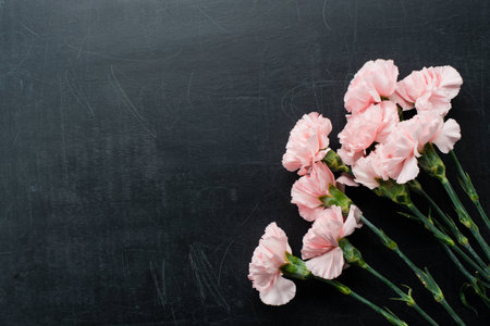 Fresh pink carnations on a dark background with copy spaceの写真素材