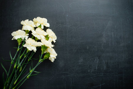 Carnation on a dark background copy spaceの写真素材