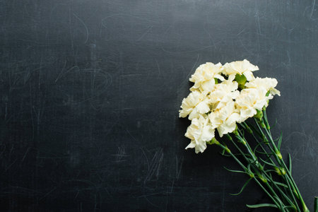 Carnation on a dark background copy spaceの写真素材