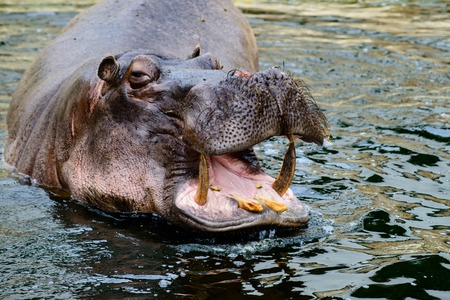 Hippo opening jaws. Head closeup.の写真素材