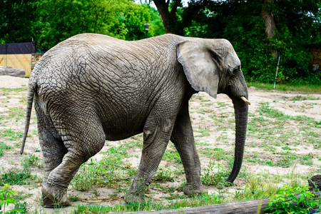 elephant african at the zooの写真素材