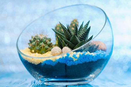 selective focus on a beautiful florarium in glass vase with succの写真素材