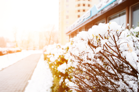 Nature background. First snow on the shrubs in rays of the sun, selective focusの写真素材