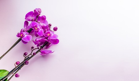 Beautiful purple orchid flowers on light background with copyspaの写真素材