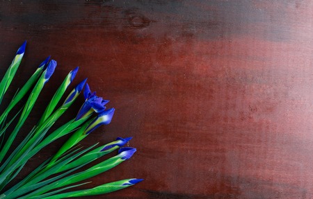Fresh Blue irises flower on an abstract background of mahogany, copyspace, flat layの写真素材