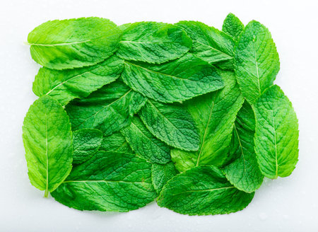 Green mint leaves on a light background, copy space