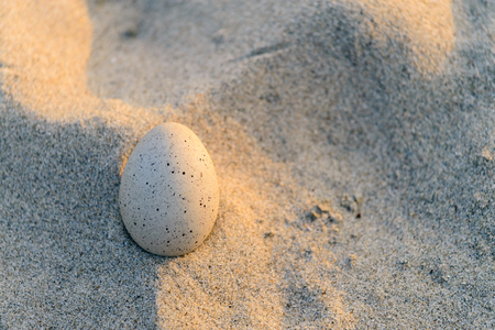Egg on the sand with copyspace at sunset, close-upの写真素材