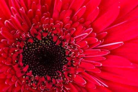 gerbera flower macro abstract floral background close upの写真素材