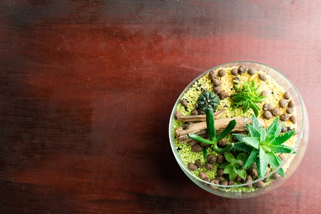 Florarium with succulents and cacti on an abstract background of mahogany, copyspace, flat layの写真素材