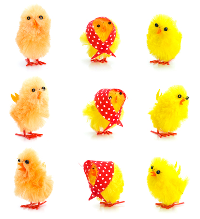 Set of yellow chickens in various poses isolated on whiteの写真素材