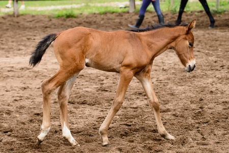 close-up brown Small foalの写真素材