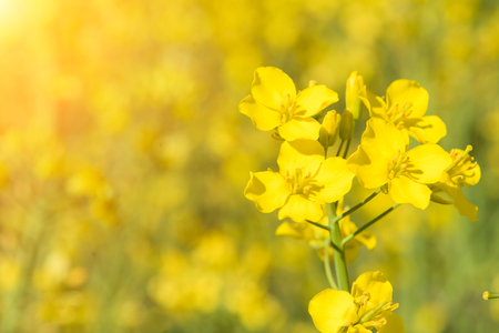 Rape flower in the sunの写真素材