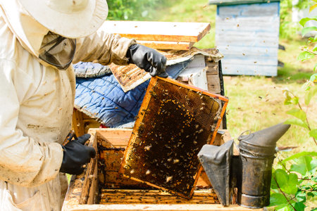 Unidentified beekeeper holding honeycomb with bees to control situation in bee colony