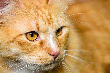 Close-up photo of  beautiful adorable red cat with golden eyesの写真素材