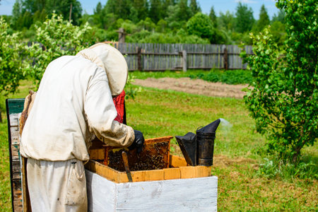 beekeeper at work, the man in the clothes of the beekeeper and in the mask works in the hive
