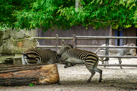 zebras fighting at the zooの写真素材