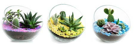 set of florarium in glass, cacti and succulents are isolated on a white background, collageの写真素材