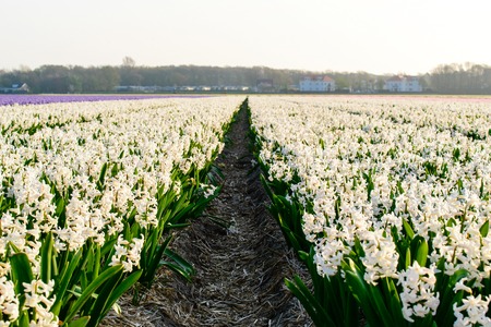 white Hyacinth field, Hyacinth production on a farm in Holland, Netherlands, Dutch country business greenhouses and field of Hyacinth. Spring in Netherlands, traditional dutch windmillsの写真素材