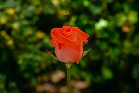 Orange roses on fresh green leaf background and bokeh blure with shallow depth of field. Soft focus.の写真素材