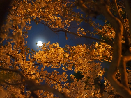 skura and moon Tokyo, Japanの写真素材