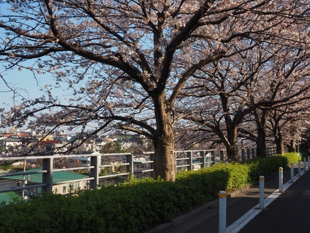 Sakura Cherry blossom Denenchoufu Ota ward Tokyo, Japanの写真素材