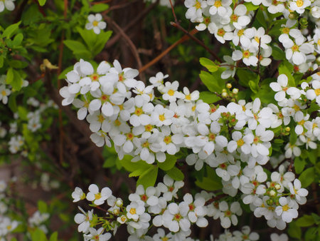 yukiyanagi spiraea spireaの写真素材