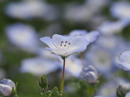 nemophila green gardenの写真素材