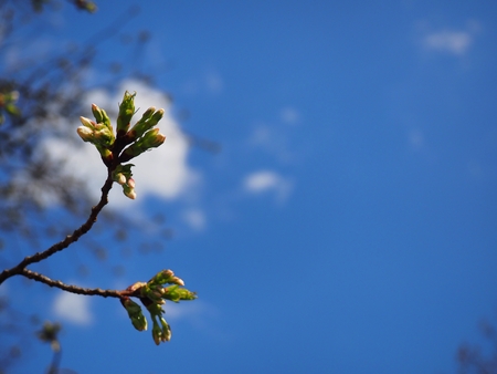 sakura bud blue skyの写真素材