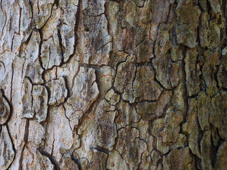 wood bark background